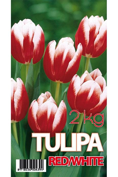 Tulip Leen van der Mark 50-pakning
